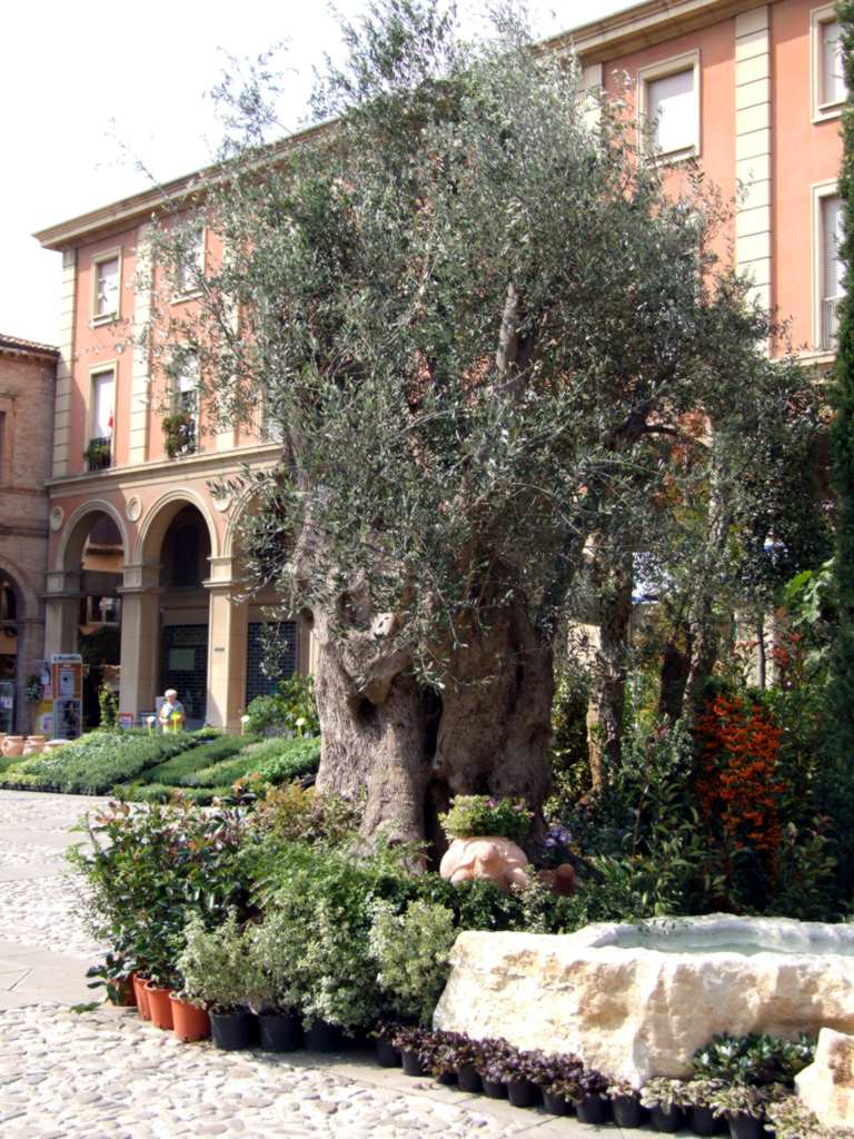 albero
