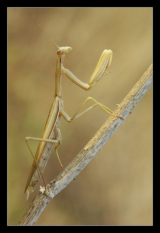 Mantis