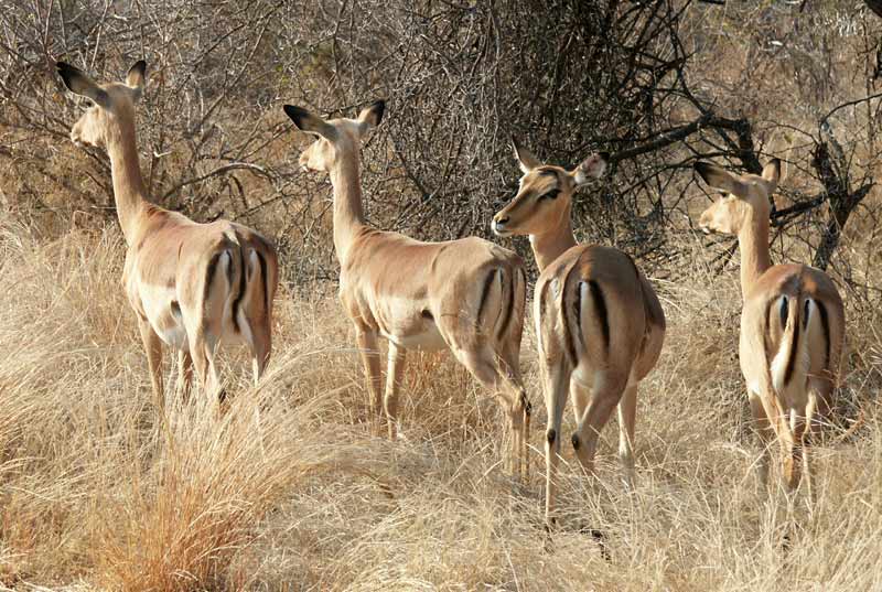impala curioso