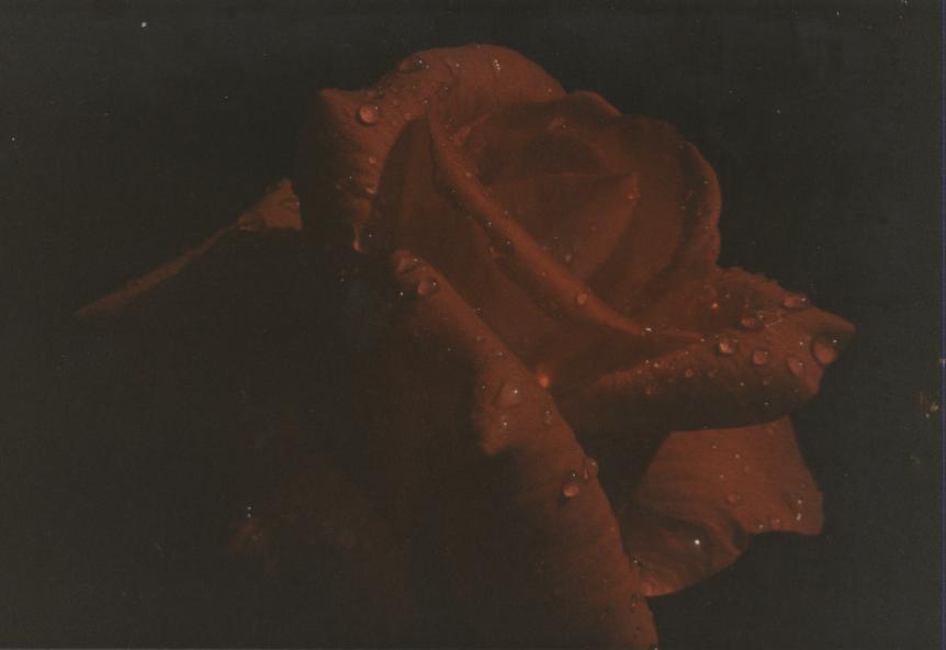 fiori
