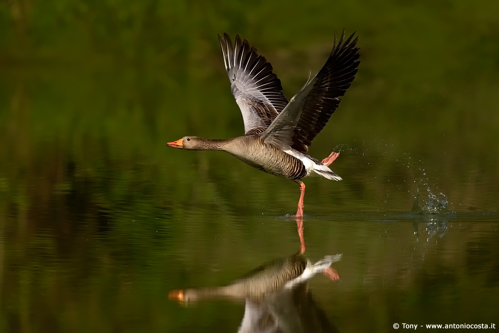 Danzando sull'acqua