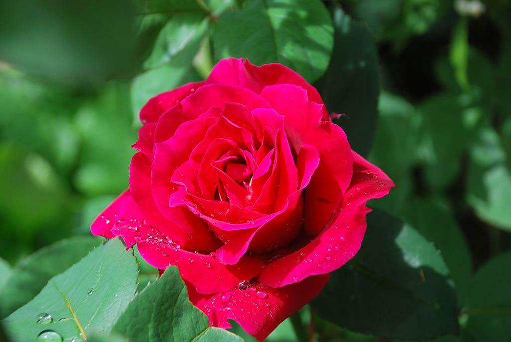 rosa