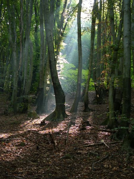 luci nel bosco