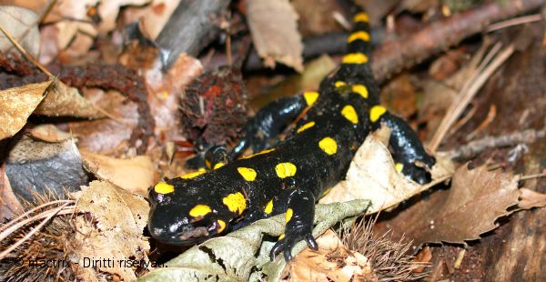 salamandra