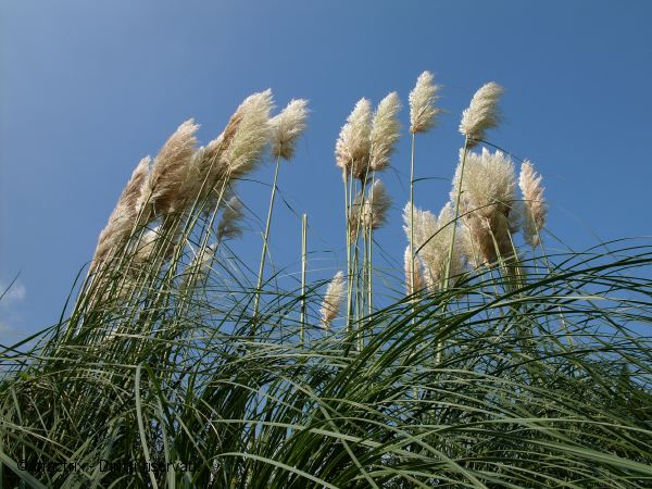 canne
