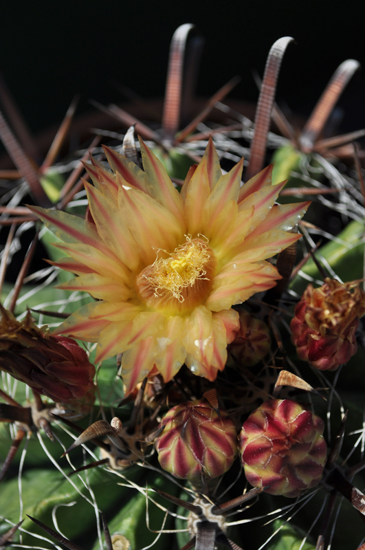 Fiore di Cactus