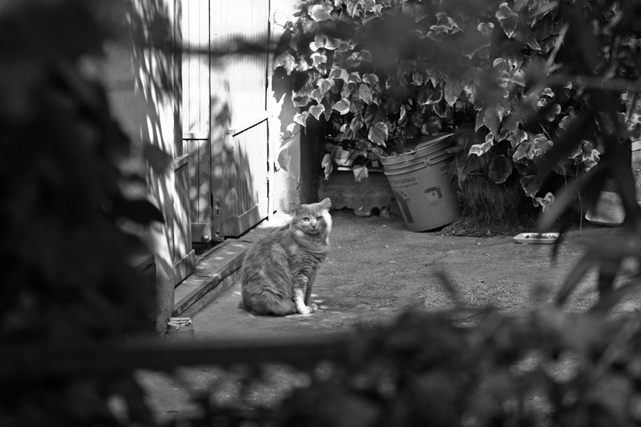 Gatto incorniciato