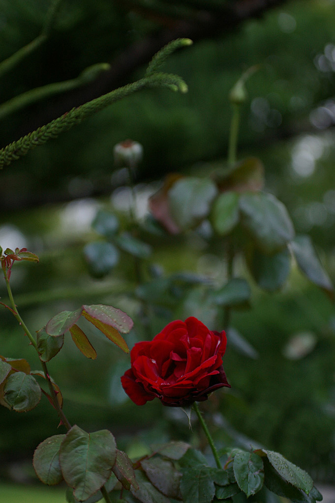 Rose 2