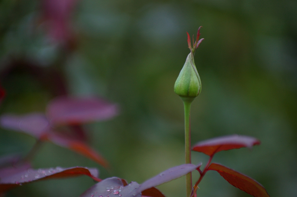 Rose 3