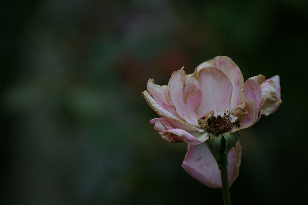 Rose 4