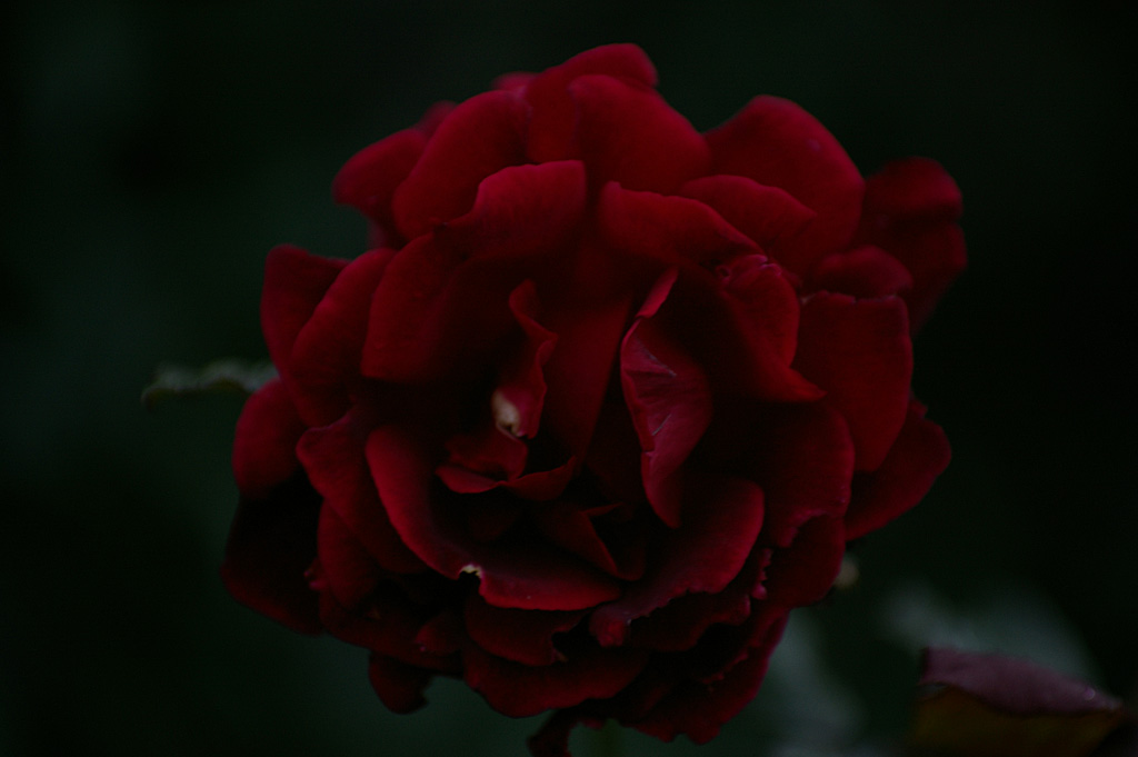 Rose 5
