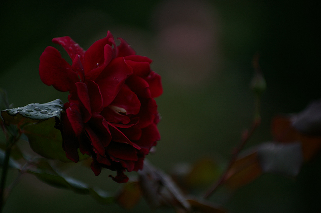Rose 6