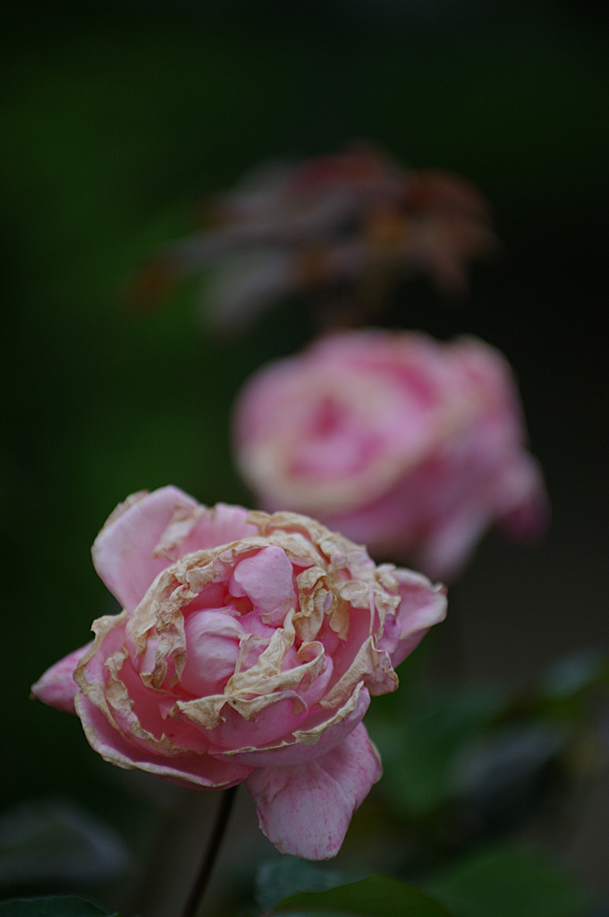 Rose 7