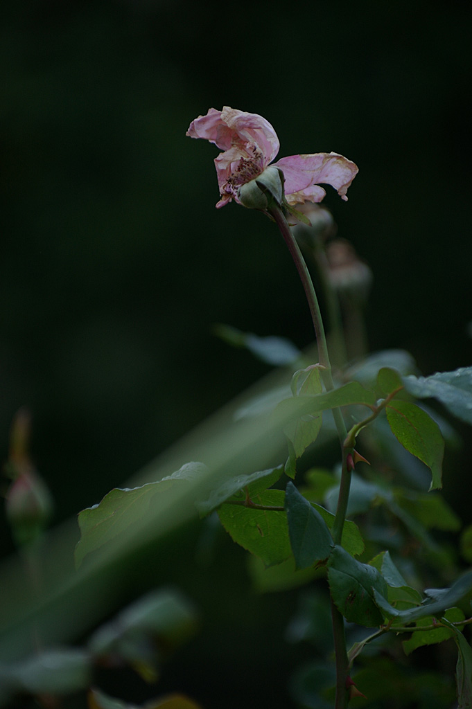 Rose 8