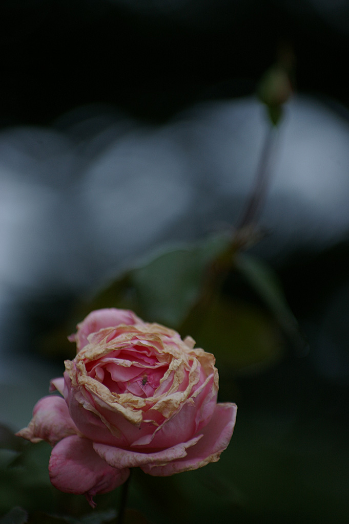 Rose 9