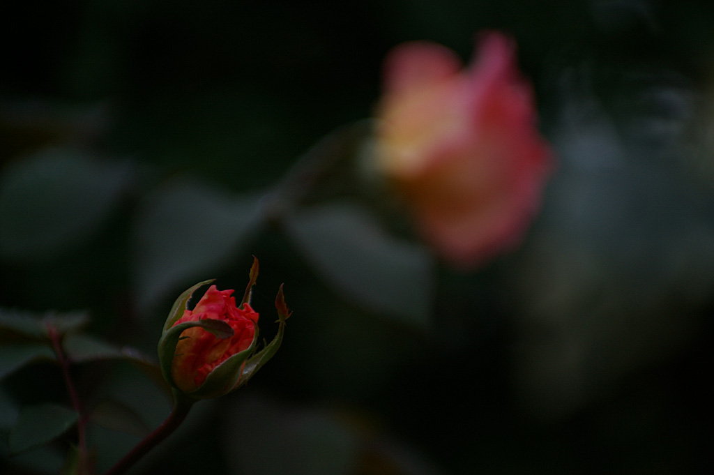 Rose 10