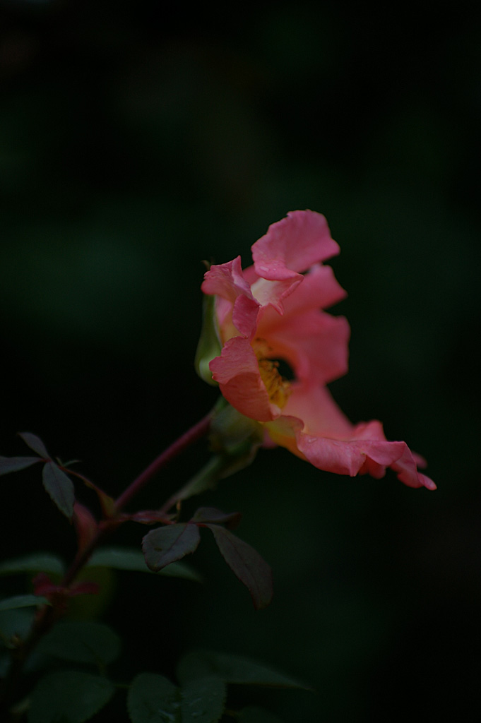 Rose 11