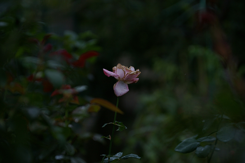 Rose 12