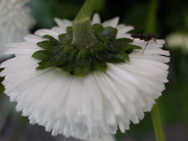 Macro formica