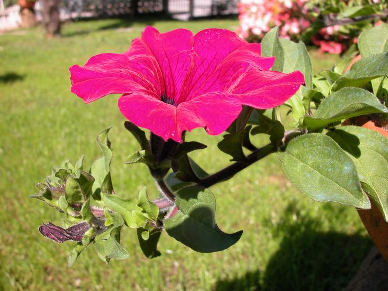 Fiore...