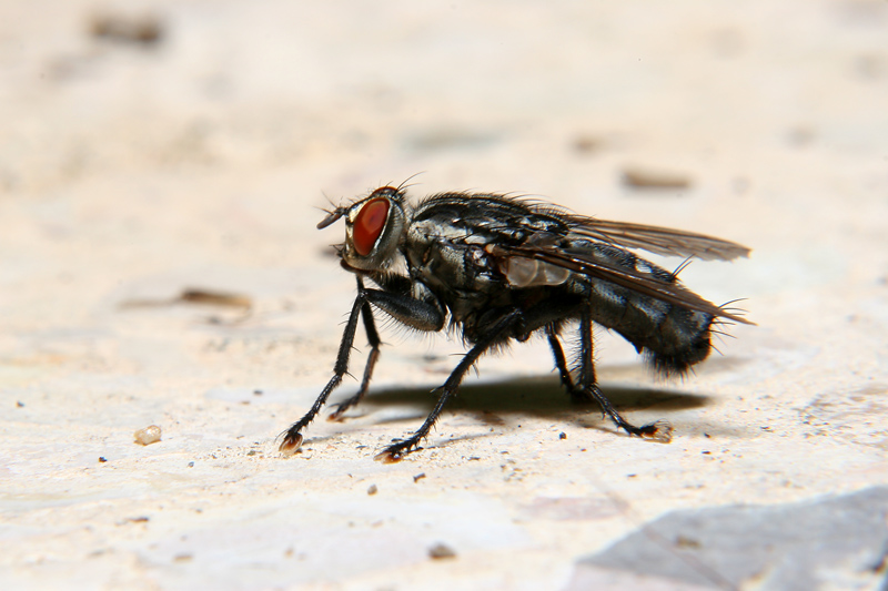 LA MOSCA