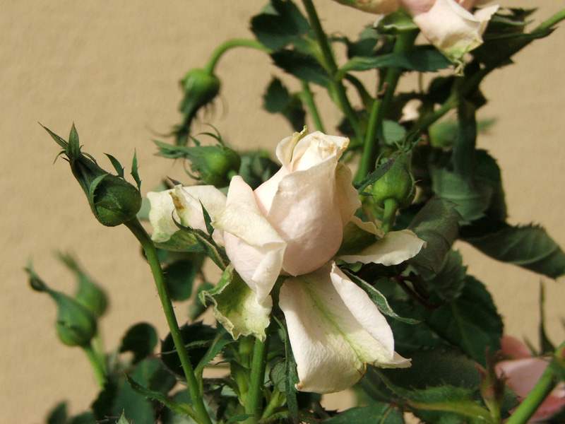 Rosa