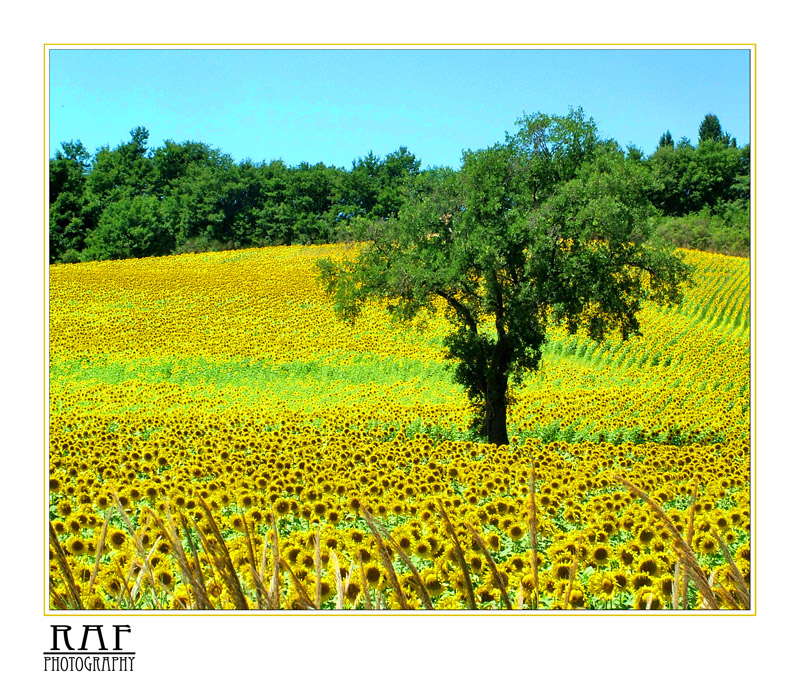 Campo di Girasoli