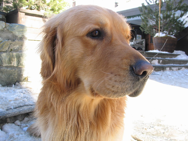 cane