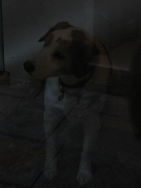 cane (perso)