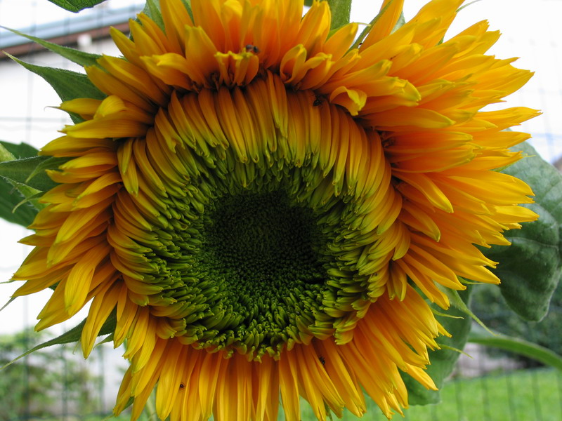 girasole