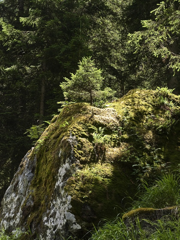 Luce nel bosco