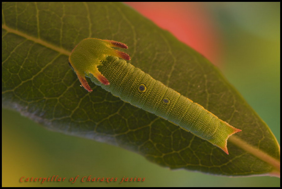 charaxes