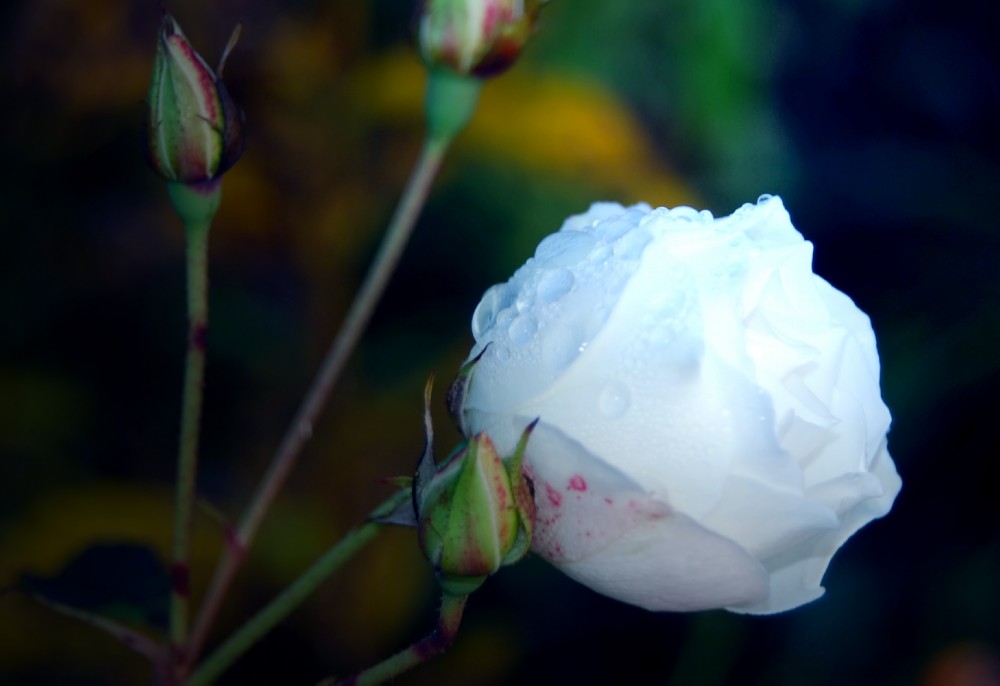 Rosa 2