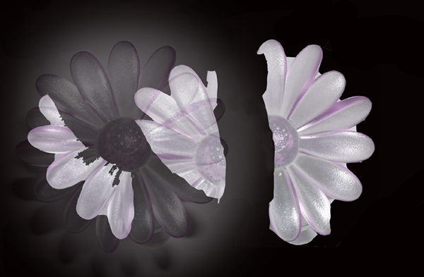 fiore spezzato