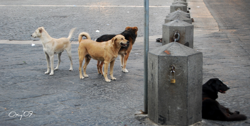 cani solitari