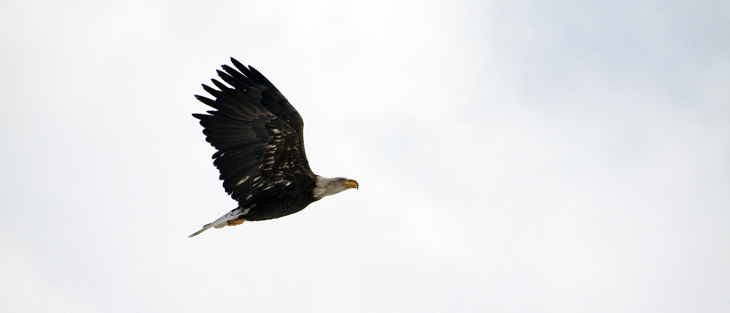 eagle