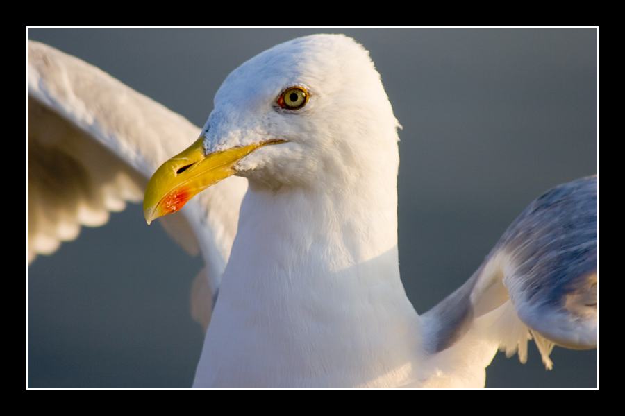 Seagull #1