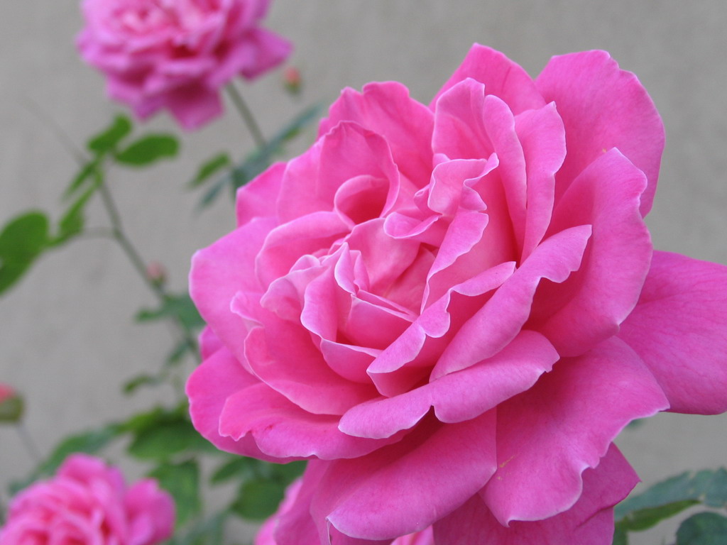 Rose rosa