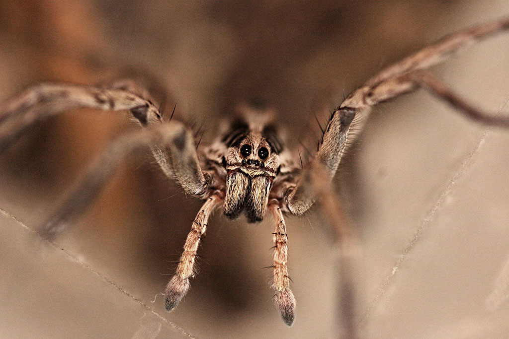 lycosa2