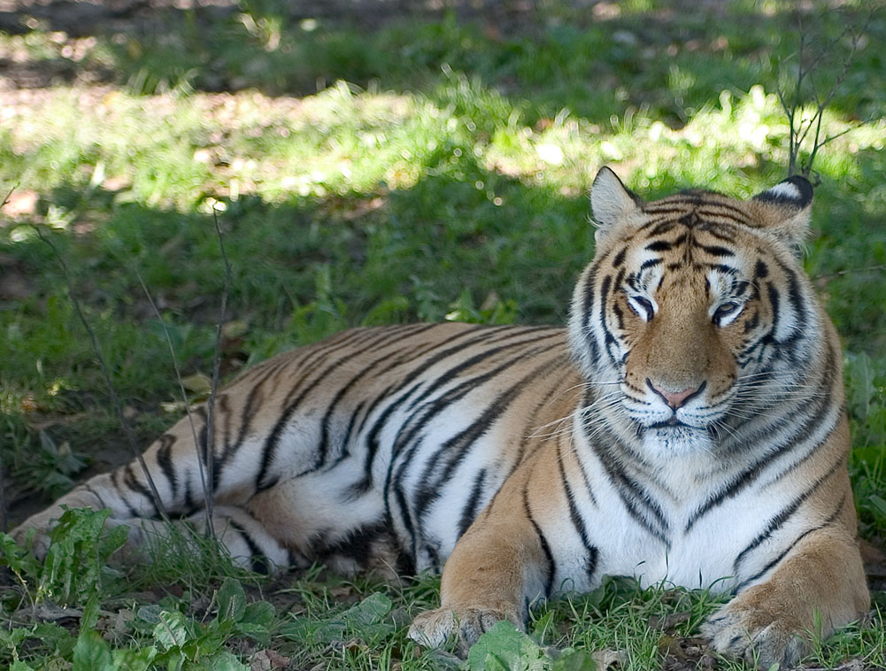 tigre