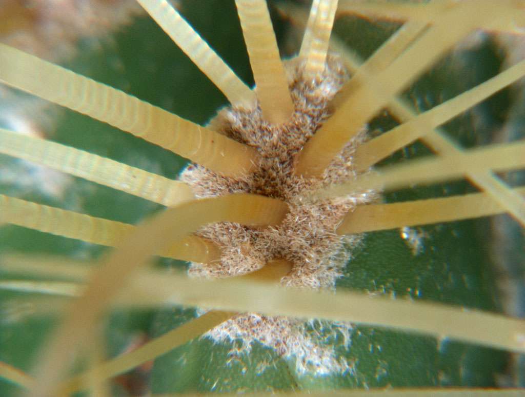 macrocactus