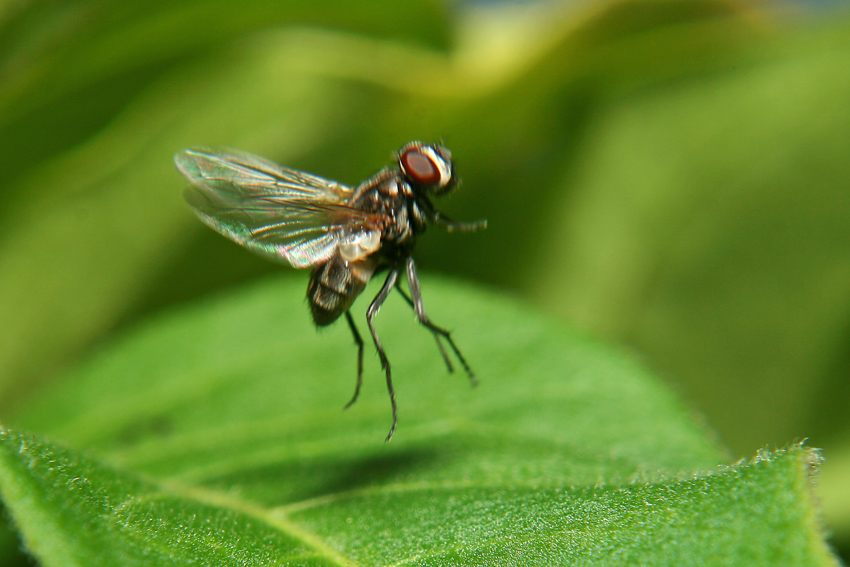 Mosca Saltante
