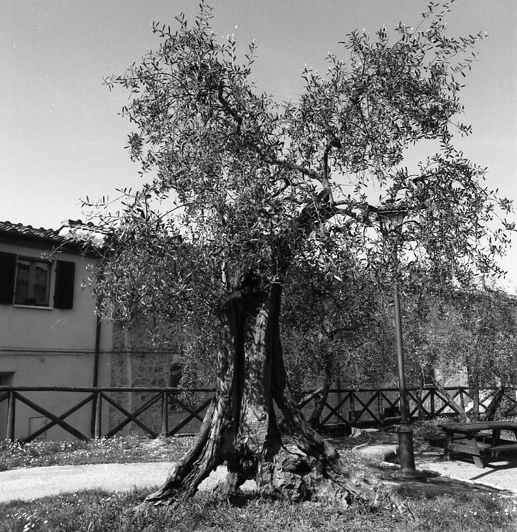 olivo