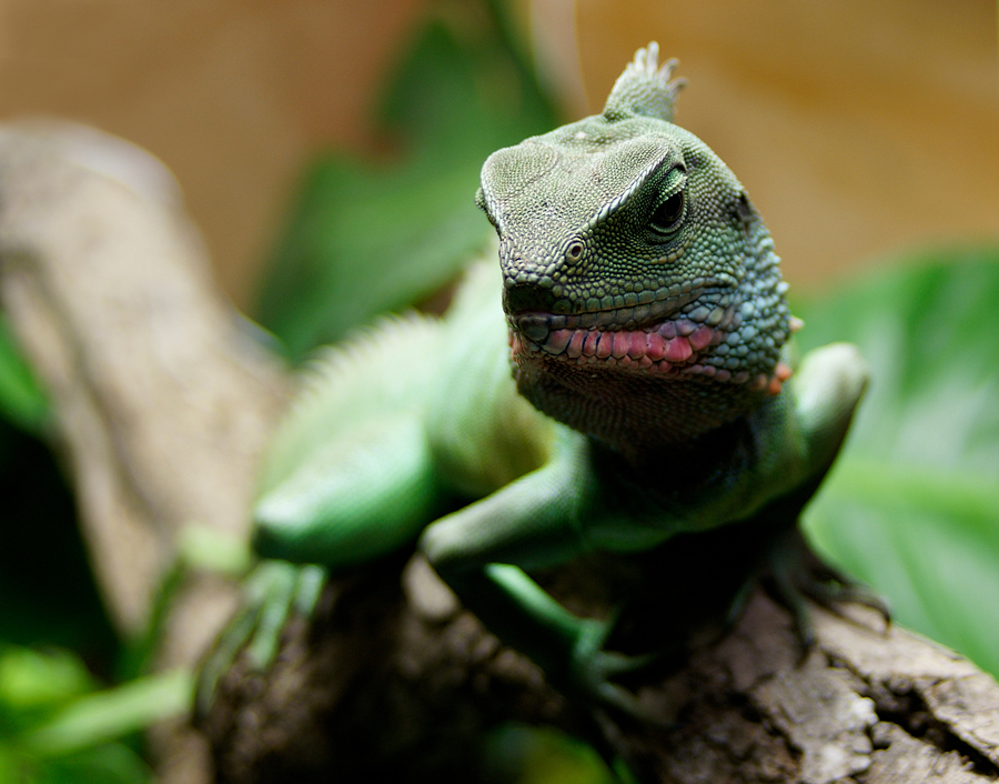 Imperator green