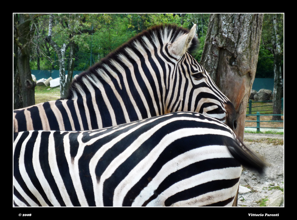 ZEBRE