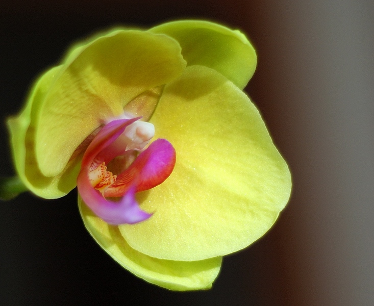 Orchidea