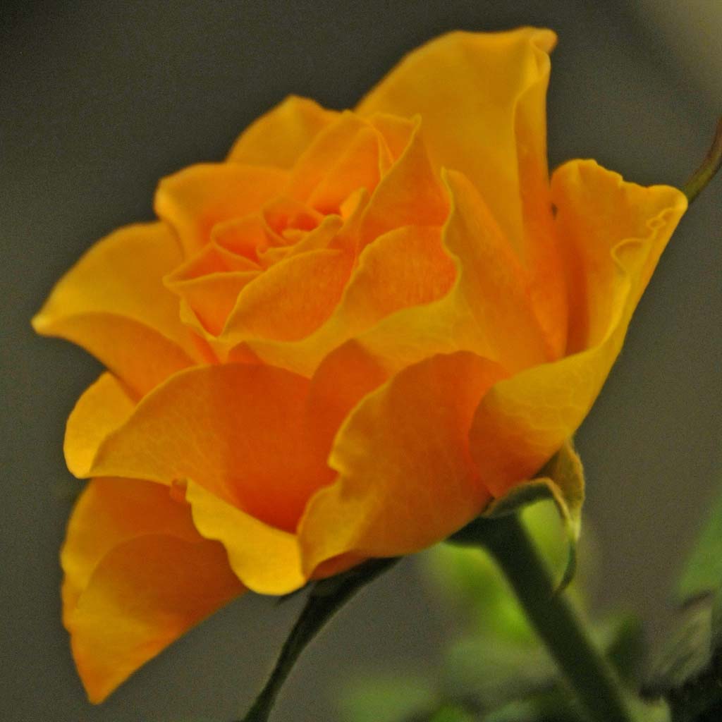 ROSES...