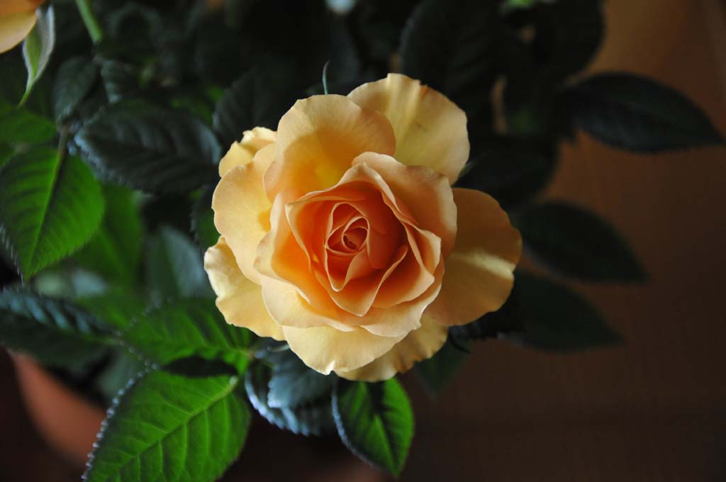 My rose...