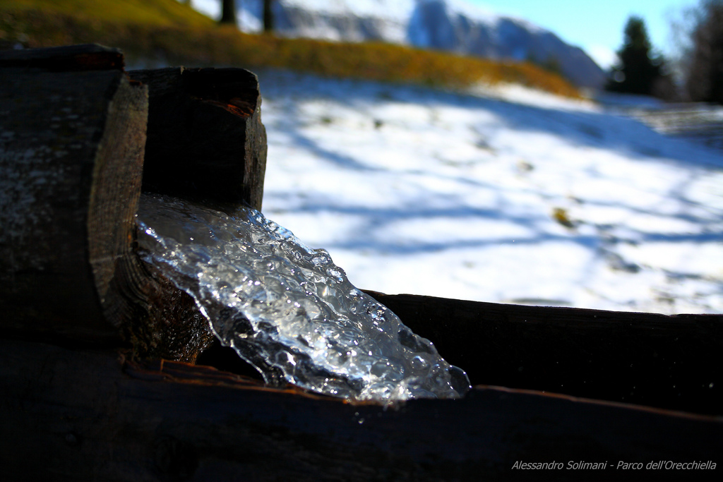 Acqua nel tronco