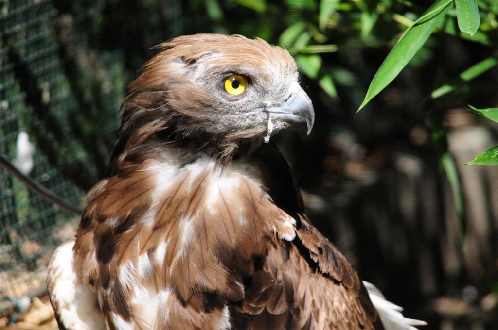 Aquila